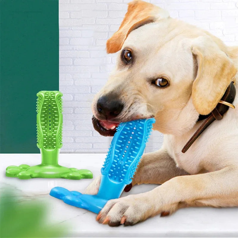Puppy chewing brush