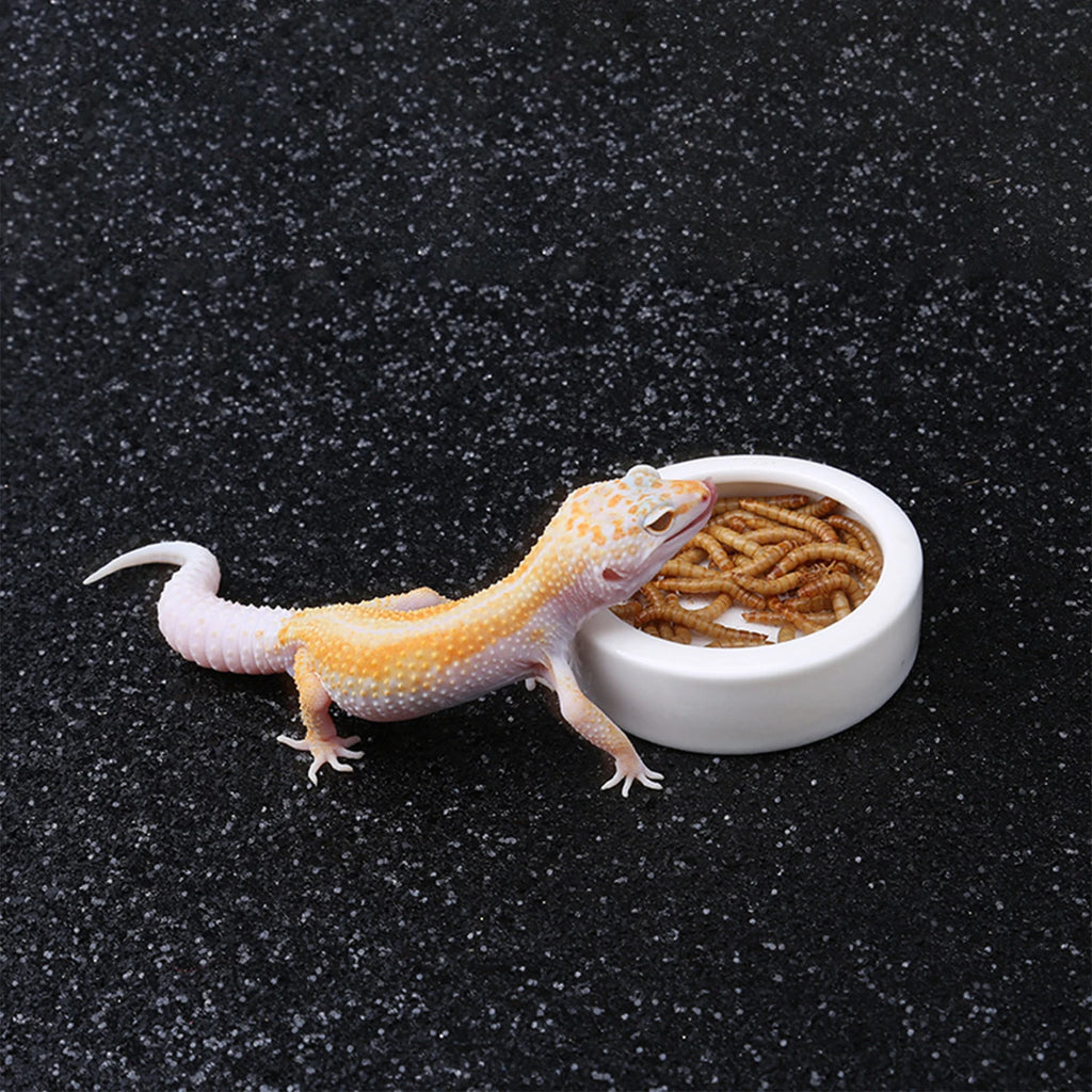 Feed and water bowl